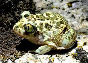 Sapo de espuelas (Pelobates cultripes)