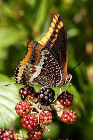 Mariposa del madroño (Charxes jasius)