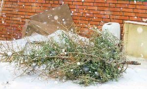 Moralzarzal organiza una campaña de recogida de árboles de Navidad