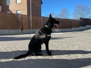 Un nuevo ‘agente’ para la Unidad Canina de la Policía de Majadahonda