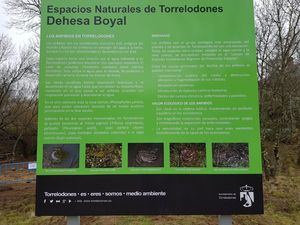 Torrelodones proporciona un nuevo hogar a tritones, sapos y otros anfibios