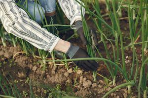 El área de Desarrollo Local de Collado Villalba ofrece un curso gratuito de jardinería