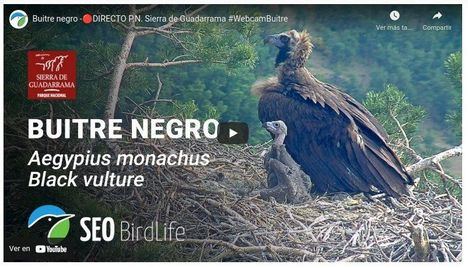 La Comunidad inicia un año más el seguimiento de una colonia de buitre negro en el Parque Nacional de la Sierra de Guadarrama