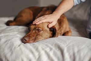 Musicoterapia y terapia asistida con perros, nuevos talleres en Las Rozas para personas con discapacidad