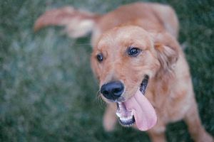 Collado Villalba oferta plazas para que las mascotas de familias ucranianas puedan pasar la cuarentena