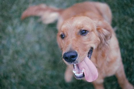 Collado Villalba oferta plazas para que las mascotas de familias ucranianas puedan pasar la cuarentena