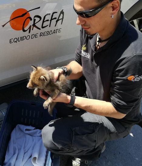 Casi 1.000 animales han sido acogidos en el Hospital de GREFA en Majadahonda de enero a abril de este año