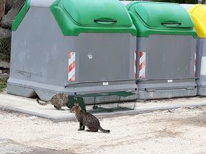 El Centro de Acogida Animal de Torrelodones apuesta por el control ético de las colonias felinas