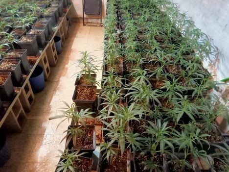 La Policía de Valdemorillo desmantela una plantación con 240 plantas de marihuana