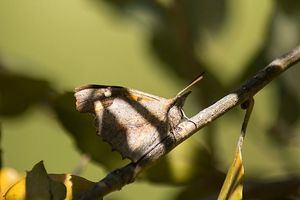 Mariposa del Almez