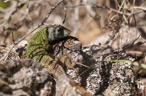 Lagarto verde