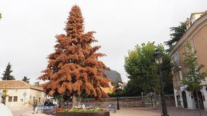 El pinsapo de la Plaza de Epifanio Velasco de Torrelodones tendrá que sustituirse tras los daños sufridos por las obras