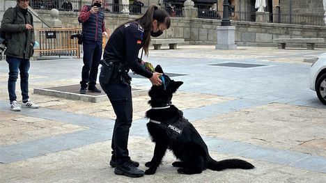 Varias unidades caninas de policías locales de la región mostrarán su trabajo en San Lorenzo
