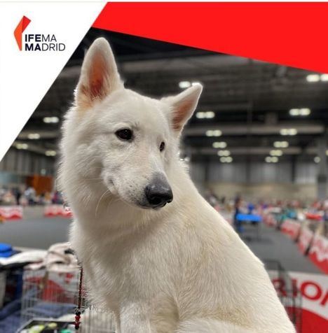 Este fin de semana, IFEMA acoge 100x100mascota: una feria por y para los animales de compañía
 