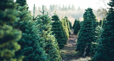 Los Agentes Forestales recuerdan que está prohibido replantar los abetos navideños en el medio natural