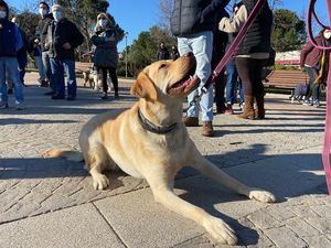 Majadahonda celebra San Antón con una marcha con mascotas por el Monte del Pilar