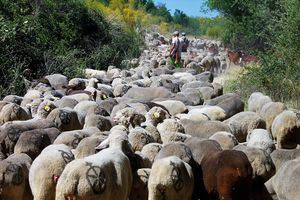 Hoyo de Manzanares propone una ruta de senderismo sobre la trashumancia