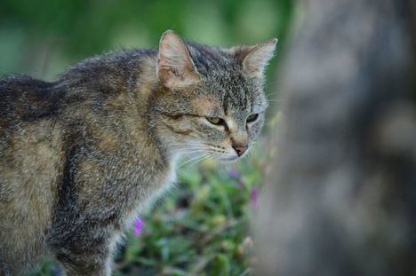 El SEPRONA investiga la muerte de varios gatos, agredidos o envenenados, en una colonia felina de Cerceda