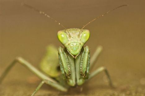 Gabriel Gómez pone la microfauna de Hoyo de Manzanares ante el objetivo