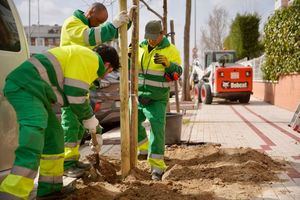 Las Rozas planta más de 600 árboles y 13.000 arbustos en su plan de renovación del arbolado urbano