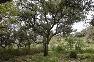 Las Rozas cataloga sus árboles y arboledas más singulares