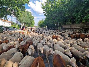 El rebaño de la trashumancia volvió a pasar por Guadarrama