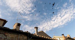La Comunidad de Madrid lanza una campaña para preservar los nidos de aves insectívoras en edificios