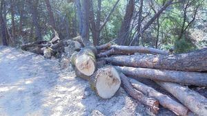 Denuncia ecologista por los trabajos y talas en el barranco de San Juan en Valdemorillo