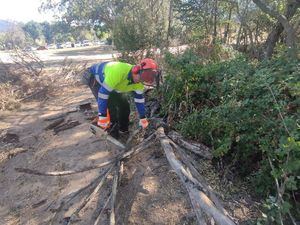 El área de Medio Ambiente de Collado Villalba repara los daños del temporal de viento en el arbolado