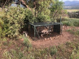 El programa de control de jabalíes de Collado Villalba permite la captura de más de 70 ejemplares