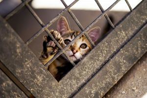 El Ejecutivo de Torrelodones presenta su planes para el Centro de Bienestar Animal, que tendrá un nuevo proyecto