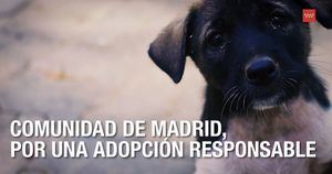 Madrid Río acoge este fin de semana el XVIII Salón de la Adopción de animales de compañía de la Comunidad de Madrid