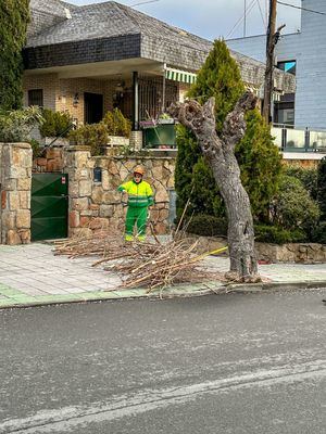 Galapagar se prepara para la primavera intensificando las tareas de poda y desbroce