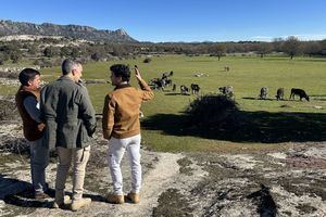 La Comunidad de Madrid organiza rutas guiadas para difundir la cría de reses bravas en sus dehesas