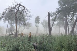 Entorno Escorial alerta sobre el deterioro del Monte Abantos