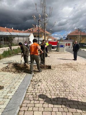 El Escorial planta quince manzanos en El Ensanche para celebrar el Día del Árbol
 