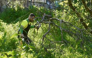 Comienzan los trabajos de desbroce en la senda del arroyo Trofa en Las Rozas