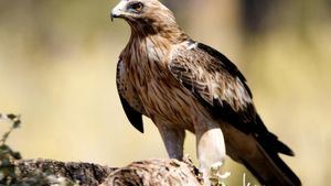 Una webcam permitirá hacer el seguimiento a una pareja de águilas calzadas en el Parque Nacional