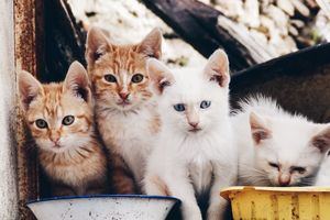 Torrelodones abre el plazo hasta el 16 de mayo para renovar los carnés de cuidadores de colonias felinas