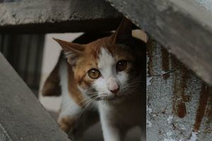 Galapagar ofrece un taller práctico para el rescate de gatos