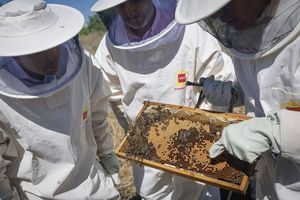 La Comunidad lanza una campaña sobre la importancia de las abejas en la biodiversidad