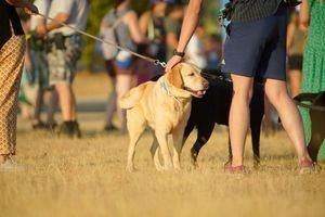 La agenda de ocio para este fin de semana en Las Rozas llega con el CaniCross y la Feria del Libro como eventos más destacados