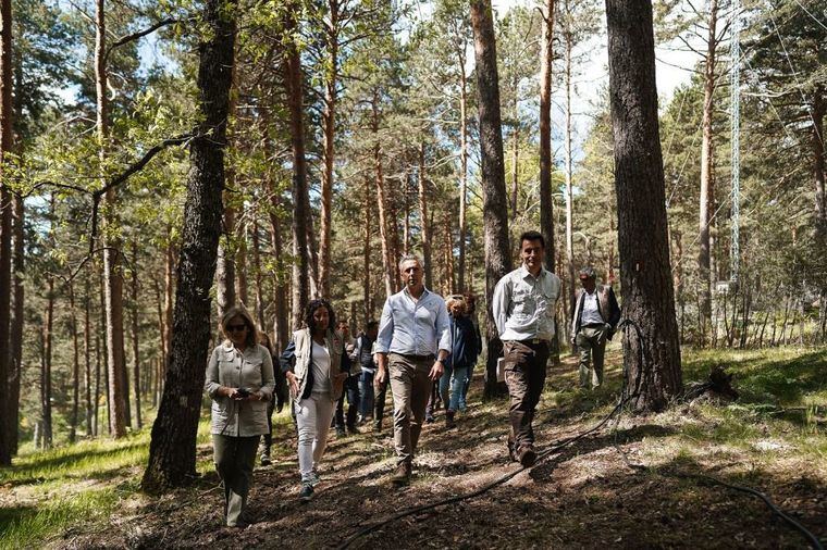 La Comunidad estudia cómo acumular más agua en la masa forestal para fortalecer las plantas ante los incendios
 