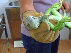 Servicio Integral de Atención a Fauna de Las Rozas: los protectores de la fauna silvestre
