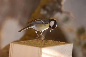 La Comunidad de Madrid celebra el Día Mundial de las Aves Migratorias con actividades gratuitas 