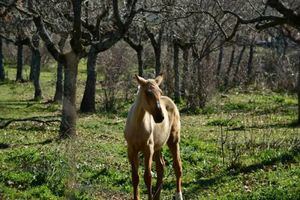Ecologistas en Acción Sierras, contra el Plan Parcial de Cercedilla para la Dehesa de Los Arroyuelos