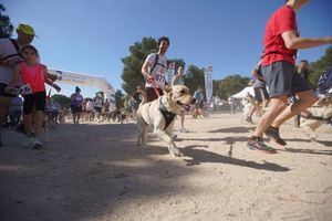 Las Rozas acoge este fin de semana en la Dehesa de Navalcarbón la II edición del Canicross