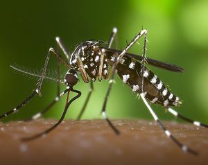 El Ayuntamiento de Las Rozas pone en marcha un plan de vigilancia, prevención y control ante el mosquito tigre
