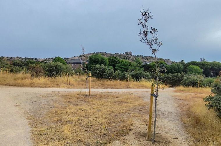 El PSOE de Torrelodones, “preocupado” por la falta de desbroces en el Monte Los Ángeles