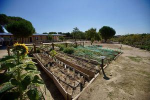 Abierto el plazo de solicitud de los huertos urbanos de Las Rozas